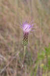 Le Conte's thistle